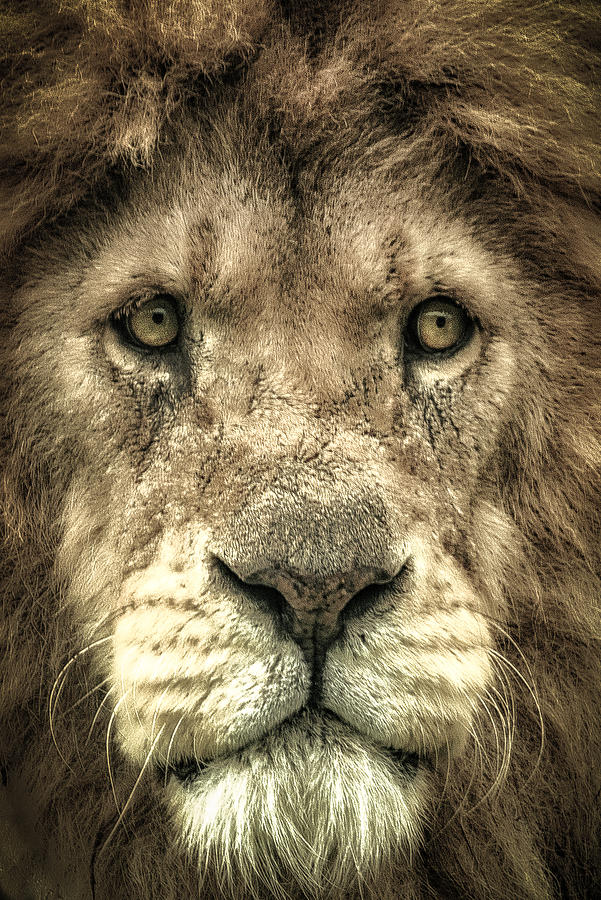 Lion Portrait Photograph by Chris Boulton - Fine Art America
