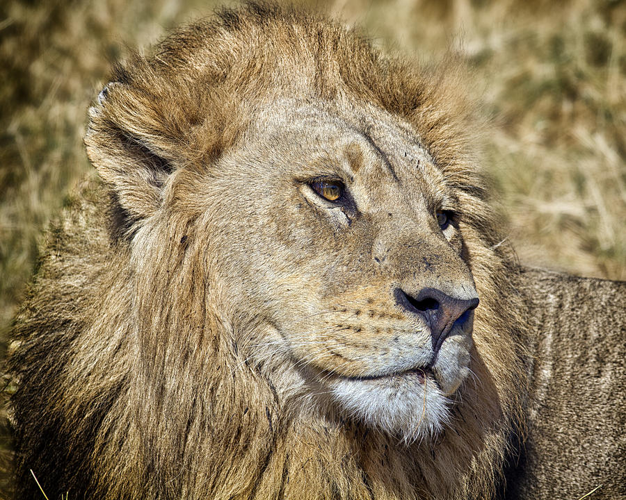 Lion Portrait Photograph by Gigi Ebert