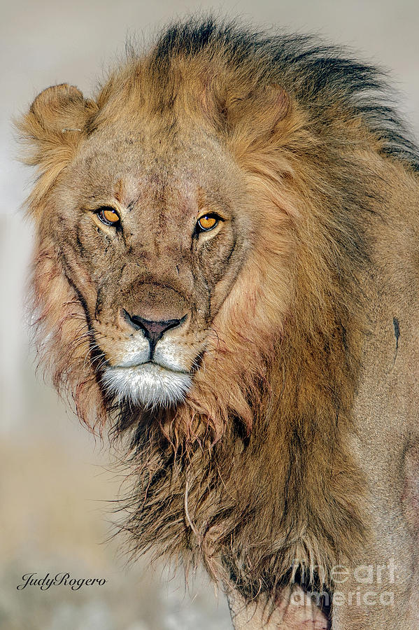 Lion Portrait Photograph by Judy Rogero