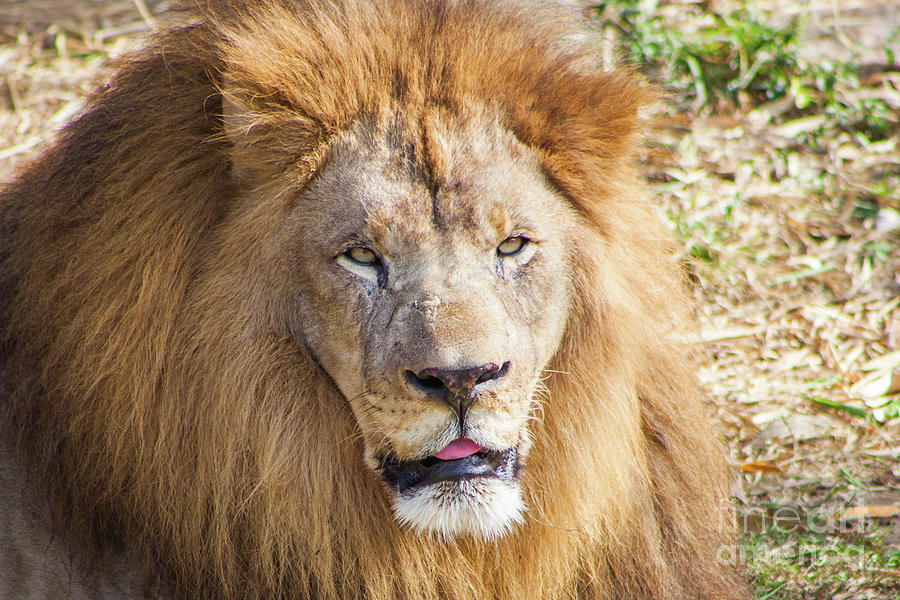 Lion Portrait Photograph by Kimberly Blom-Roemer