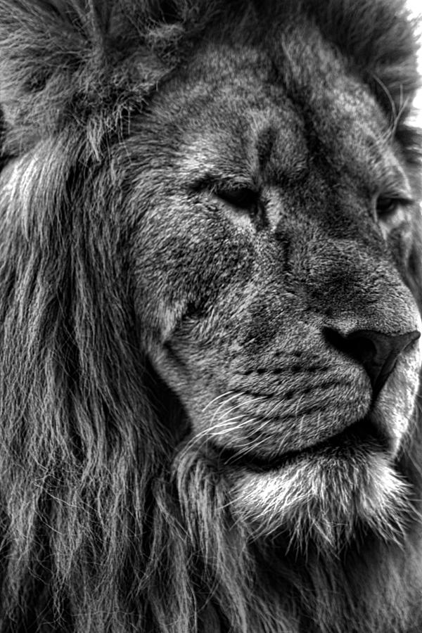 Cat Photograph - Lion Portrait by Martin Newman