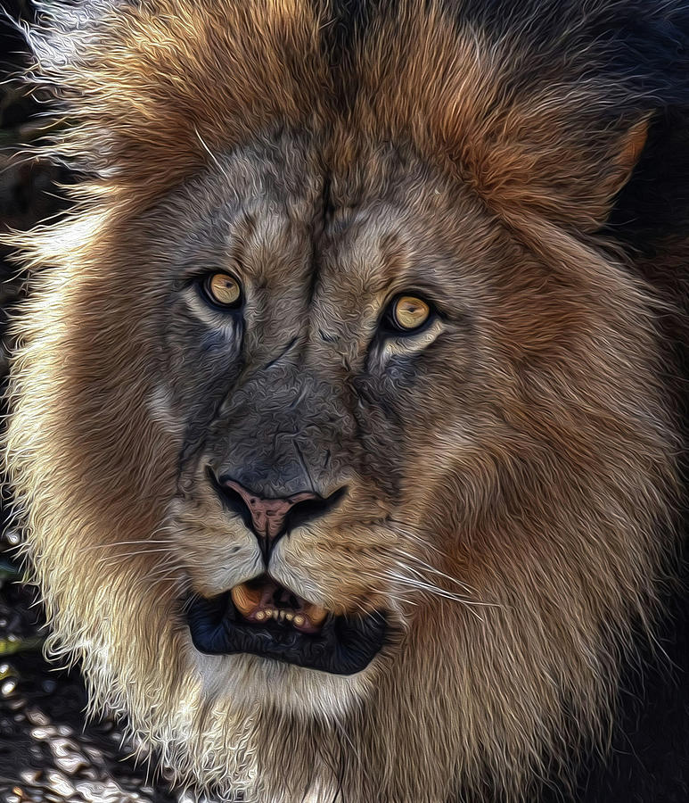 Lion Portrait OP Photograph by Ronda Ryan