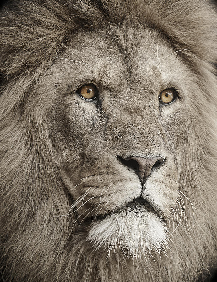 Lion Photograph - Lion portrait by Paul Neville