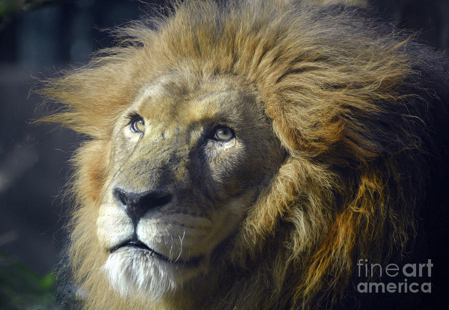 Lion Portrait Digital Art by Savannah Gibbs