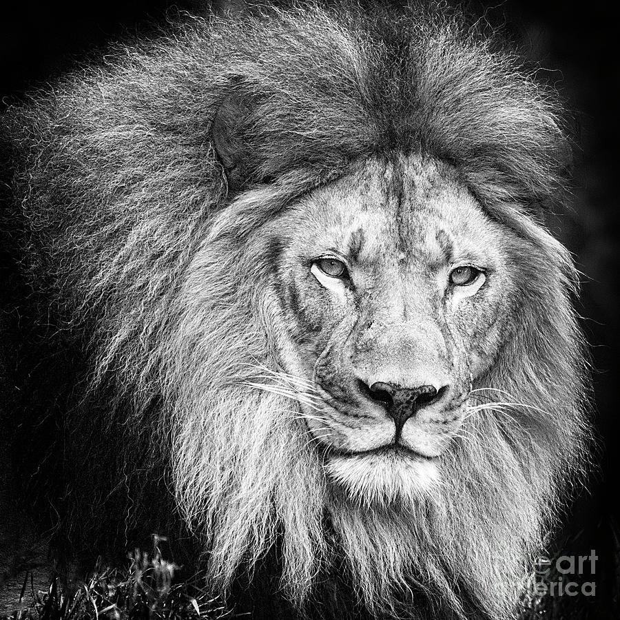 Lion Portrait Photograph by Sonya Lang