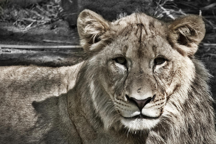 Lion Portrait Photograph by Stuart Litoff