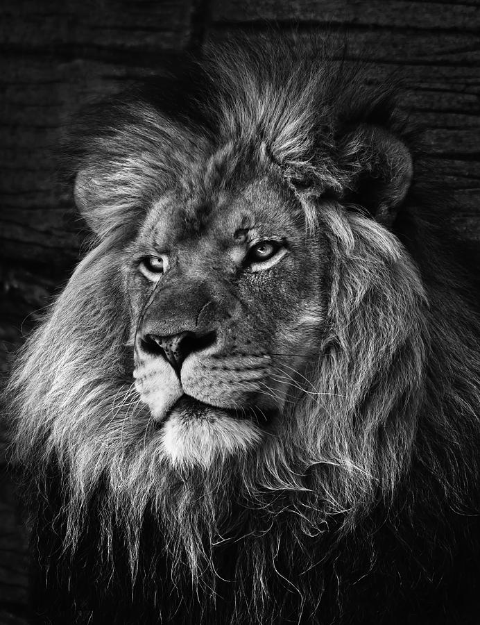 The Lion Pose Photograph by Ken Barrett