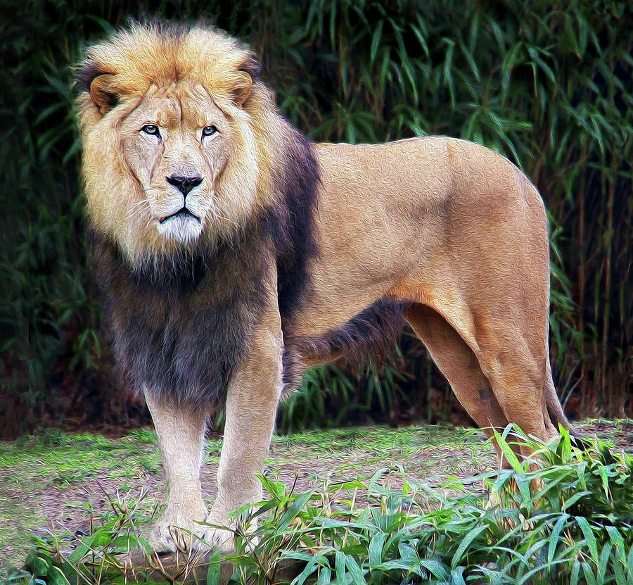 Lion Pride Photograph by Art Cole