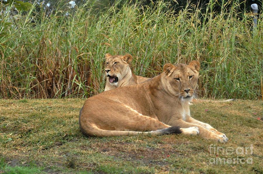 Lion Pride Photograph by John Black