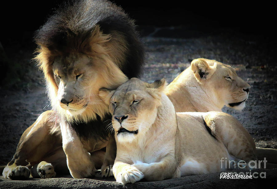 Lion Pride Memphis Zoo Photograph by Veronica Batterson