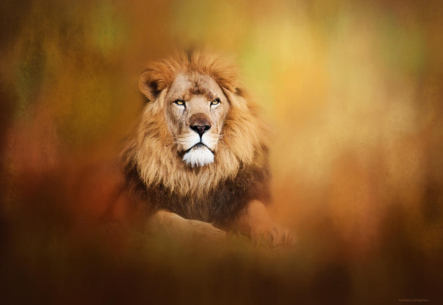 Lion - Pride of Africa I - Tribute to Cecil Photograph by Michelle Wrighton