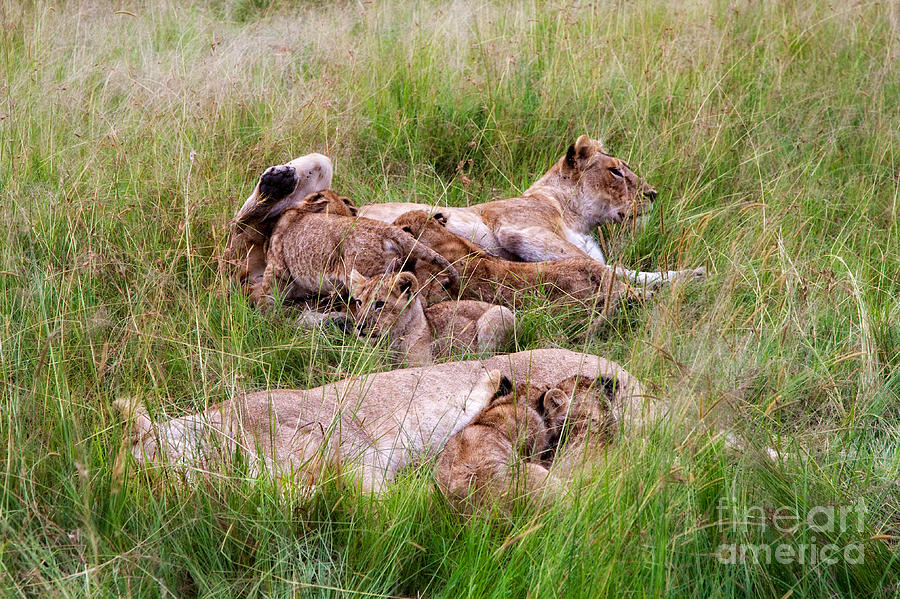 Lion Pride Photograph by Timothy Hacker - Fine Art America