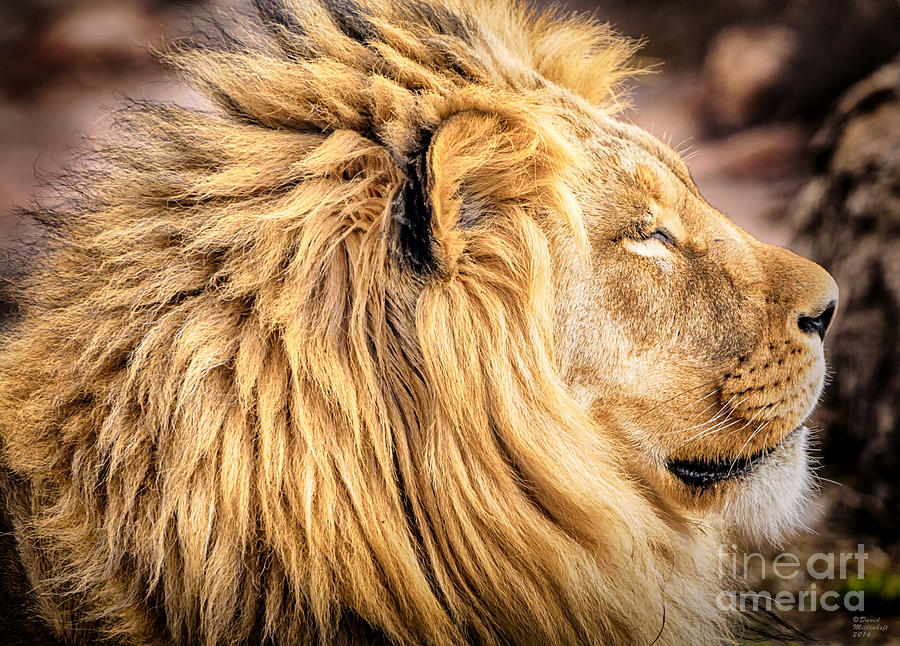 Lion Profile Photograph by David Millenheft