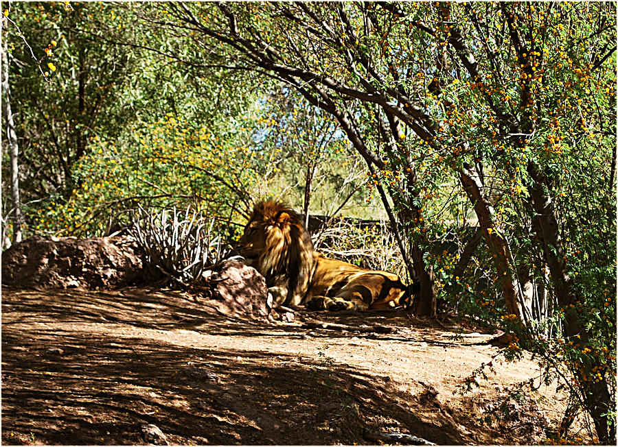 Nature Painting - Lion Resting by Adele Moscaritolo