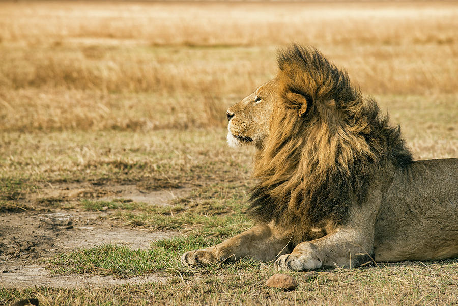 Lion resting in the Ngorongoro Crater Photograph by Miroslav Liska - Pixels