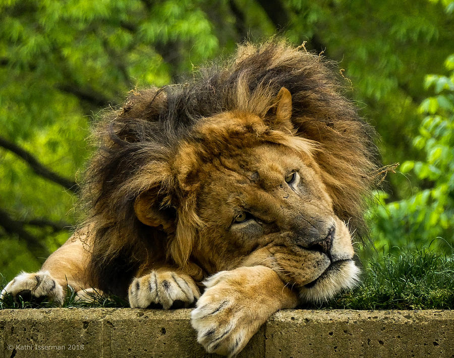 Lion Resting Photograph by Kathi Isserman