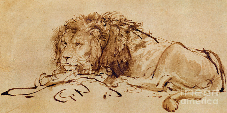 Rembrandt Drawing - Lion Resting by Rembrandt