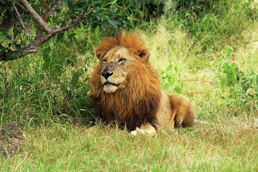 Lion Photograph by Richard Krebs