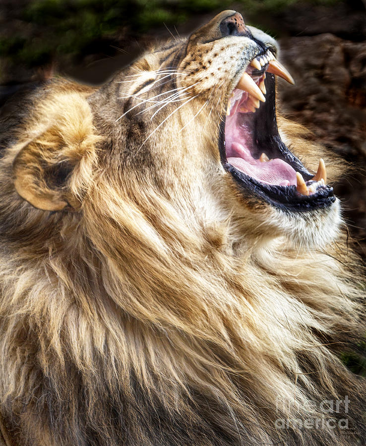 Lion Roar Photograph by David Millenheft