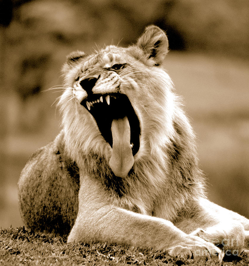 Lion Roar Photograph by Gunther Allen