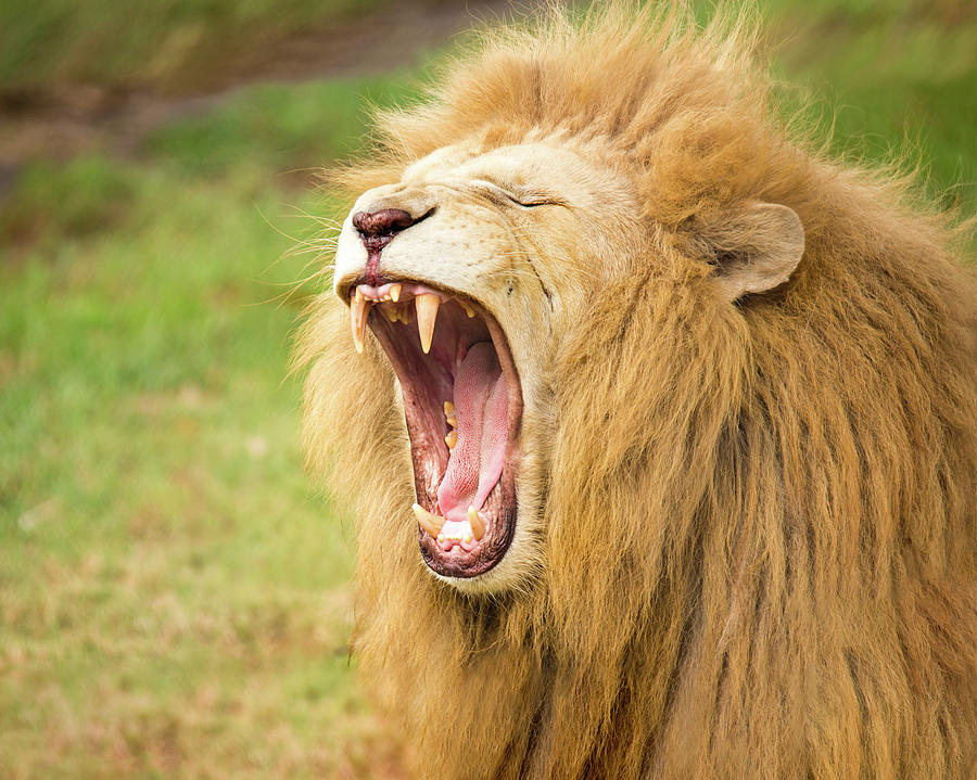 Lion Roar Photograph by Maria Ollman - Fine Art America