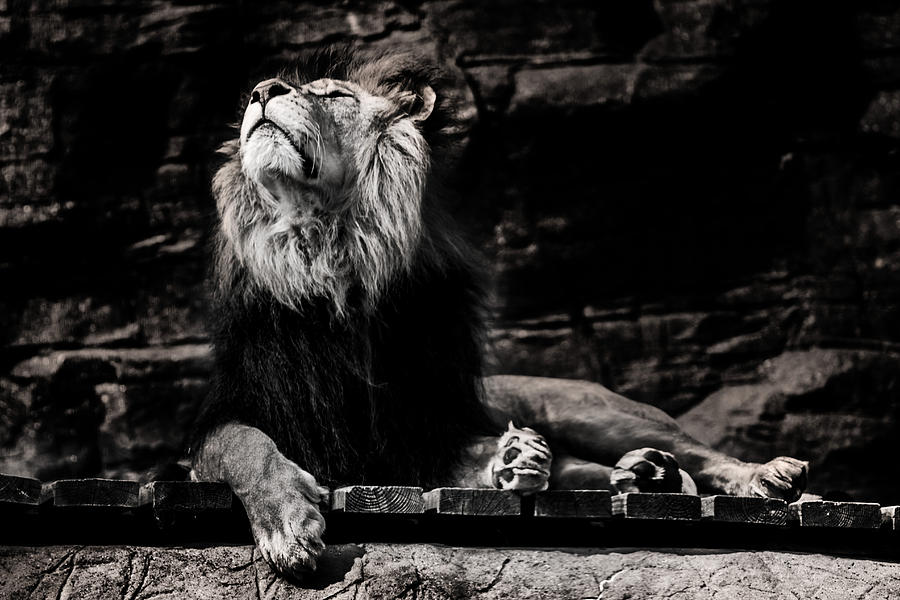 Lion Photograph - Lion Rock by Martin Newman