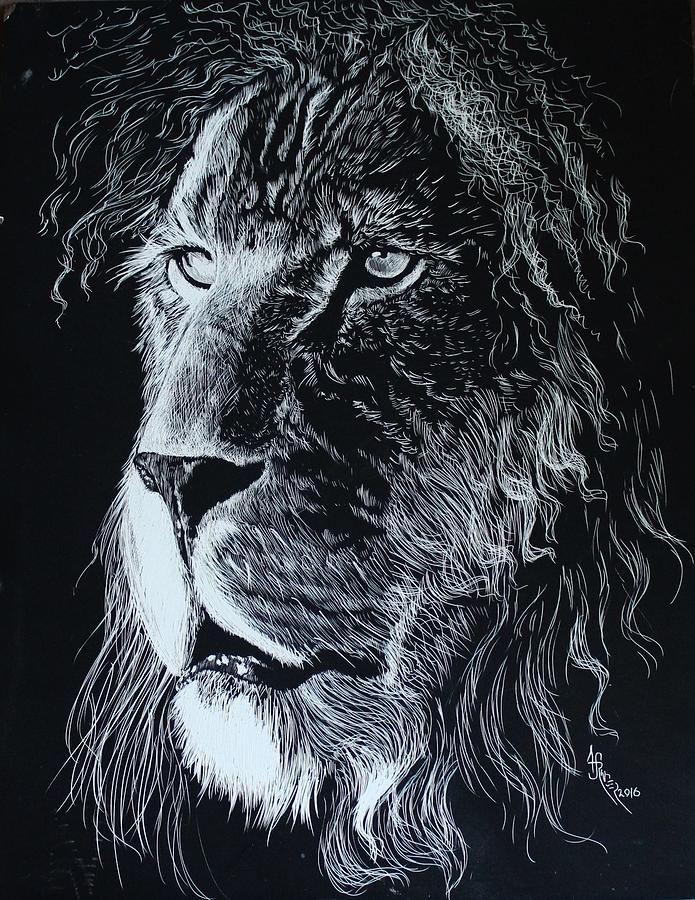 Lion Scratchboard Drawing