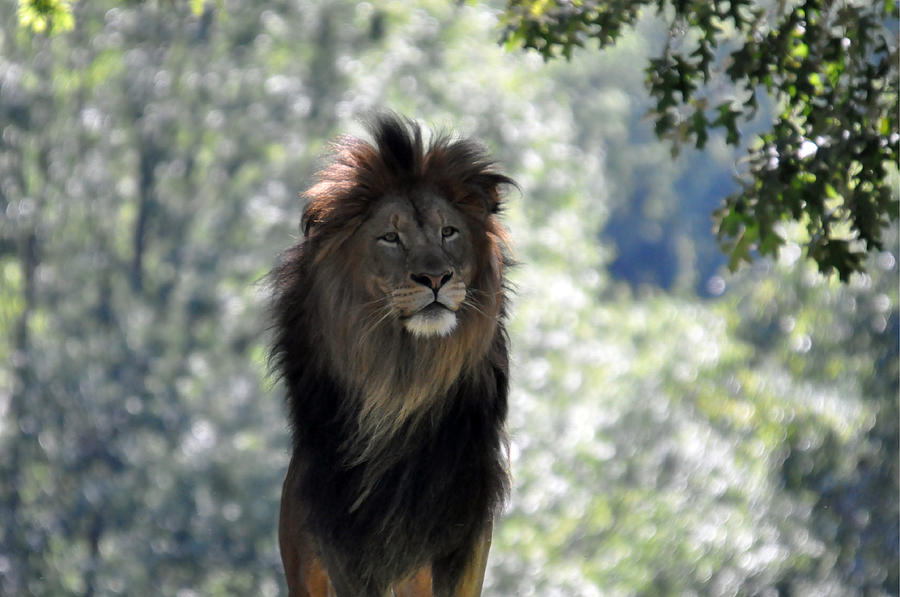 Lion Series 1 Photograph by Teresa Blanton