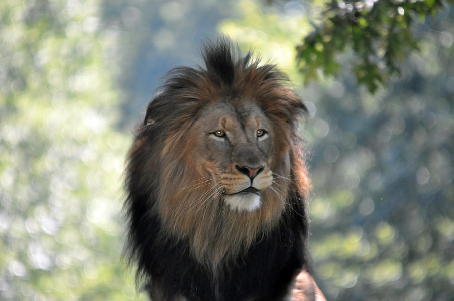 Lion Series 12 Photograph by Teresa Blanton