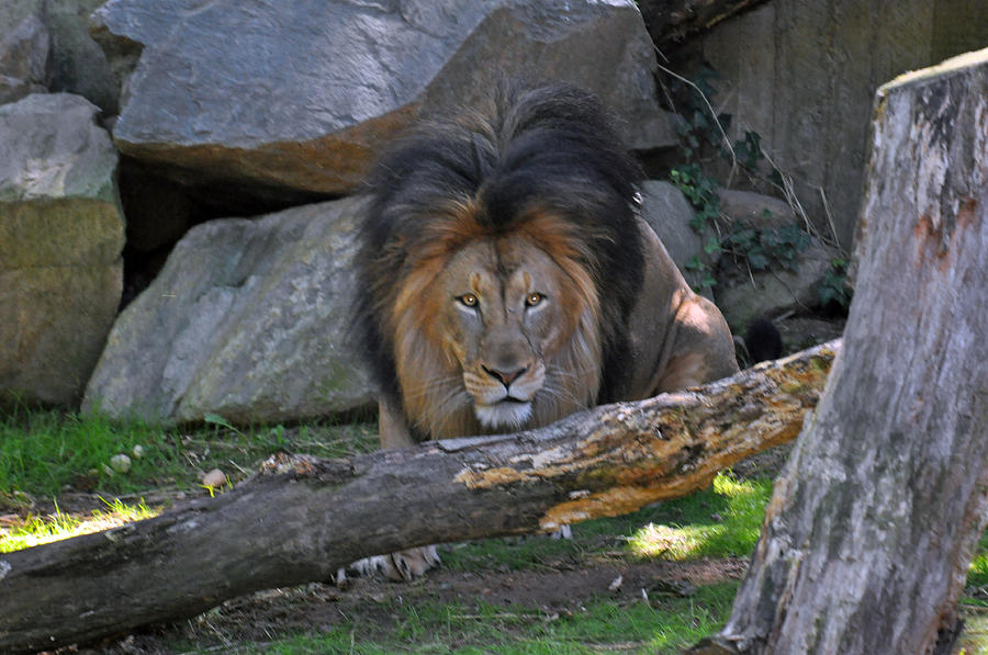 Lion Series 14 Photograph by Teresa Blanton
