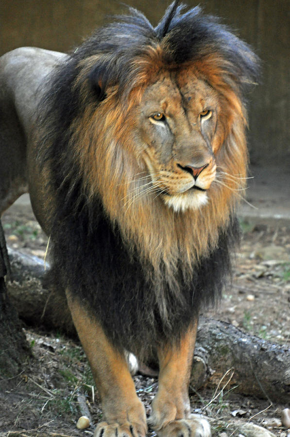 Lion Series 17 Photograph by Teresa Blanton