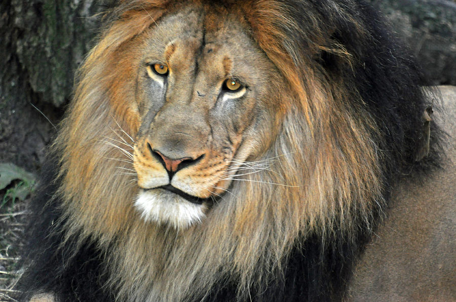 Lion Series 18 Photograph by Teresa Blanton