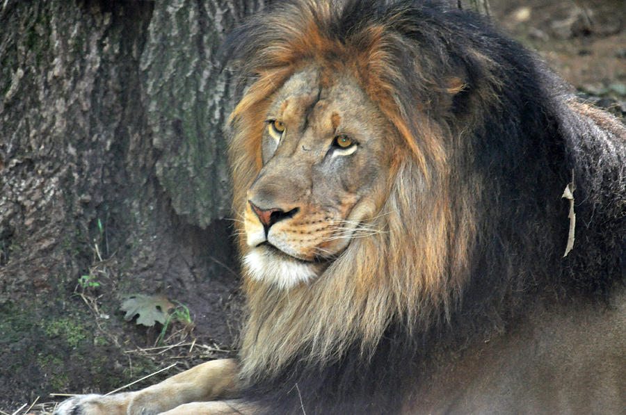 Lion Series 19 Photograph by Teresa Blanton