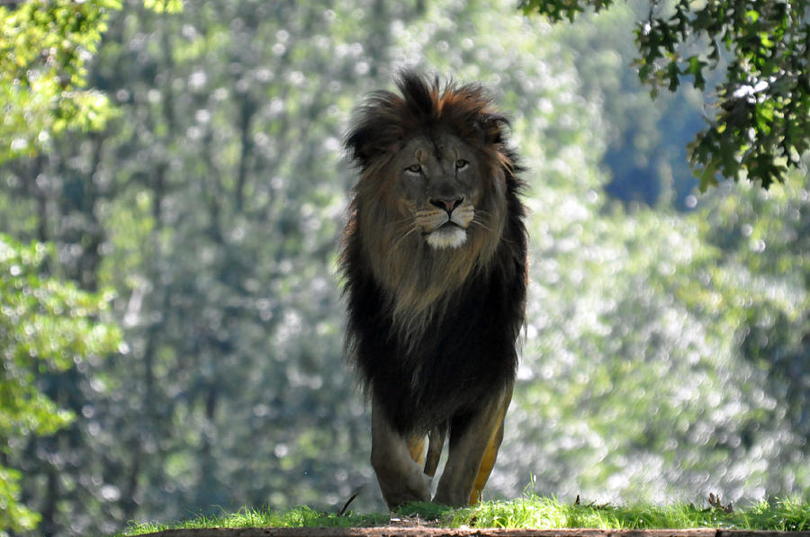 Lion Series 2 Photograph by Teresa Blanton