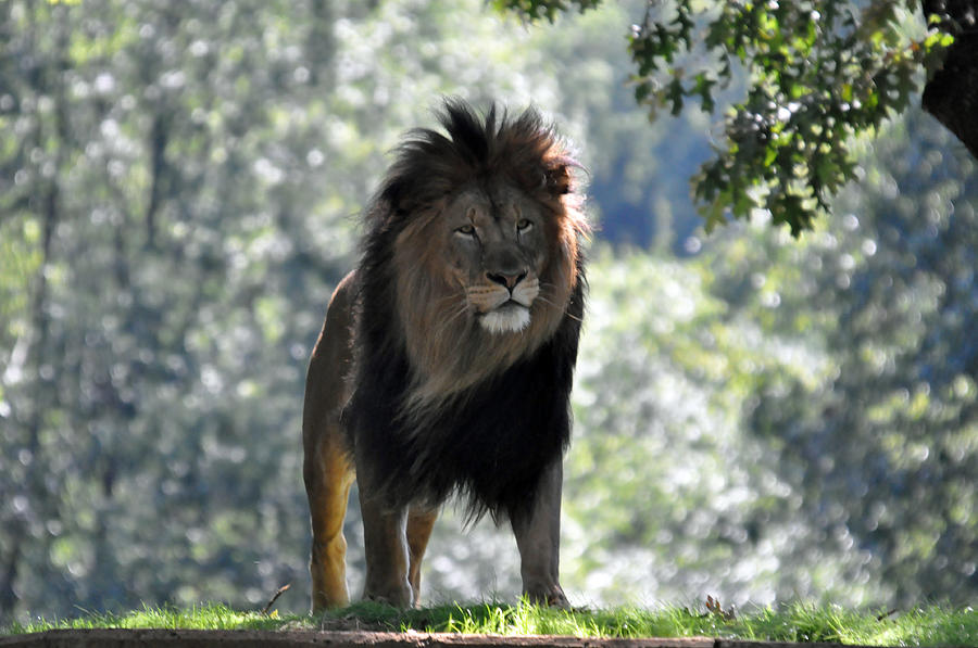 Wildlife Photograph - Lion Series 3 by Teresa Blanton