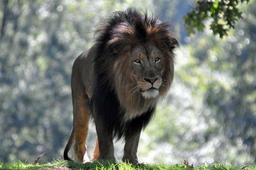 Lion Series 4 Photograph by Teresa Blanton