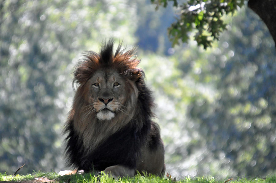 Lion Series 5 Photograph by Teresa Blanton