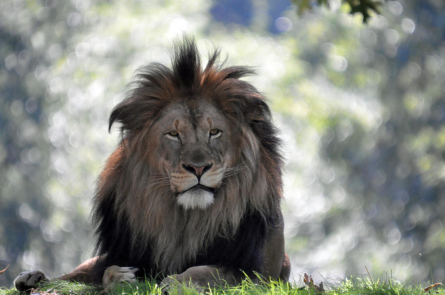 Lion Series 6 Photograph by Teresa Blanton