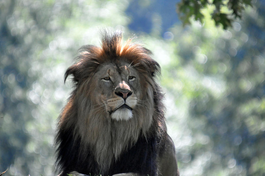 Lion Series 7 Photograph by Teresa Blanton
