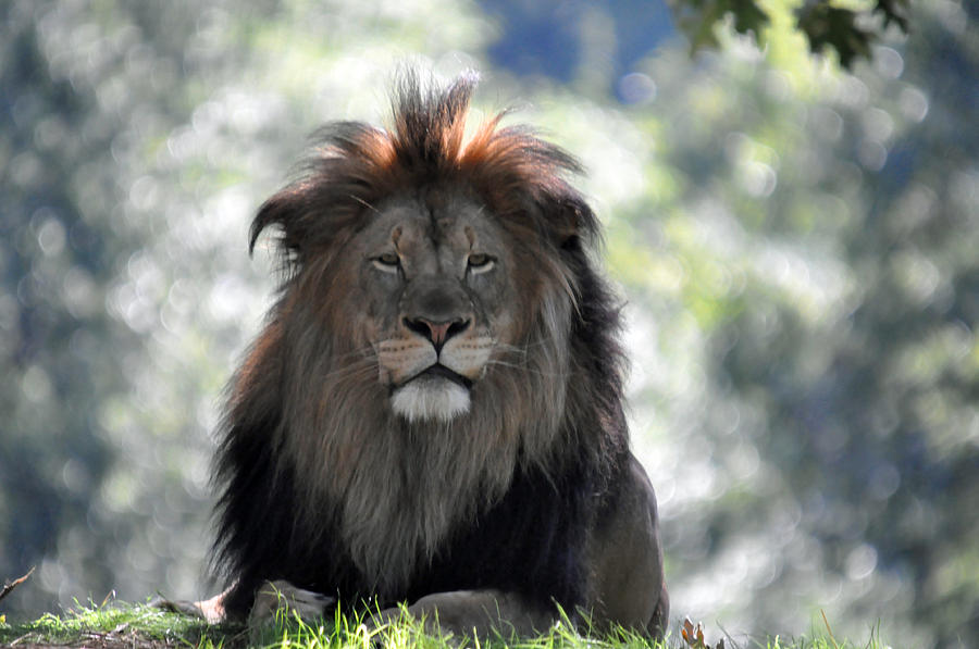 Lion Series 8 Photograph by Teresa Blanton
