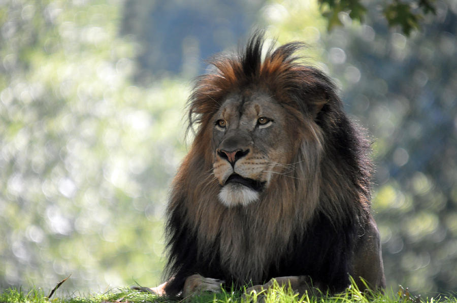 Lion Series 9 Photograph by Teresa Blanton