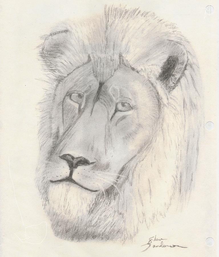 Lion Drawing by Shawn Sanderson - Fine Art America