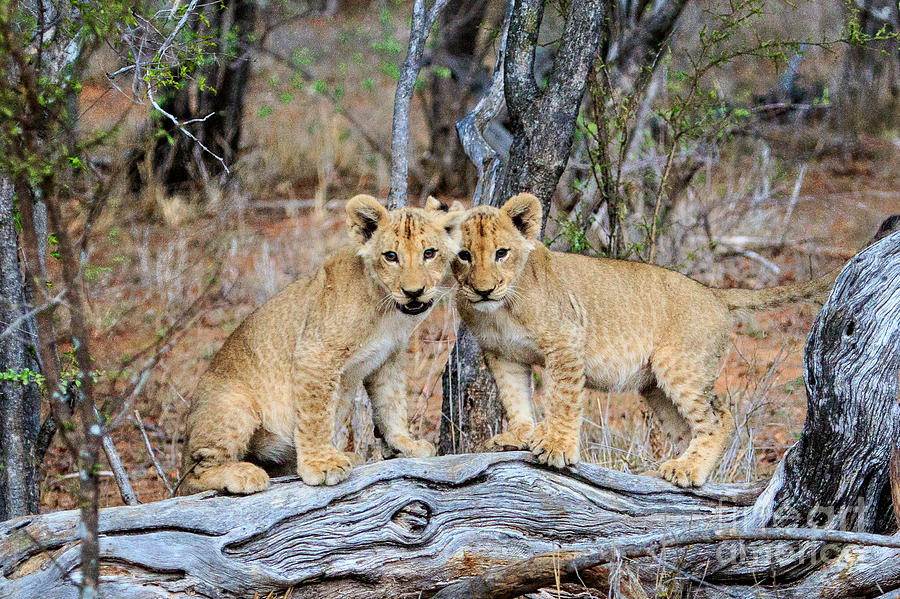 Lion Siblings Photograph by Jennifer Ludlum