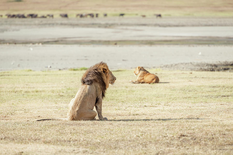 Lion siting  in Serengeti Photograph by Marek Poplawski
