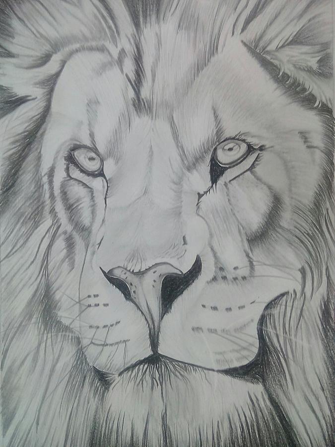 Drawing a Lion || Easy pencil sketch - YouTube-gemektower.com.vn