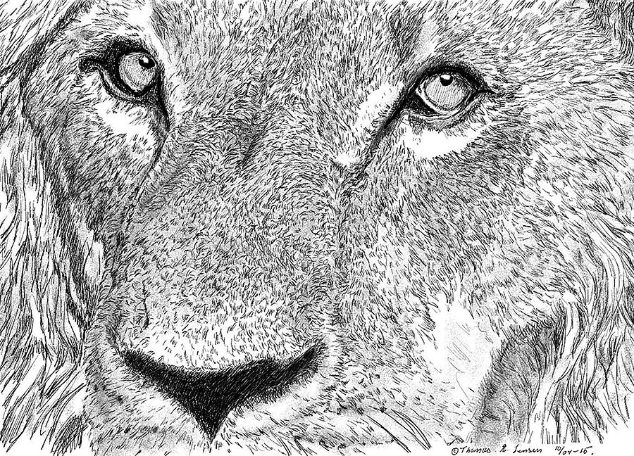 Lion sketch Digital Art by ThomasE Jensen
