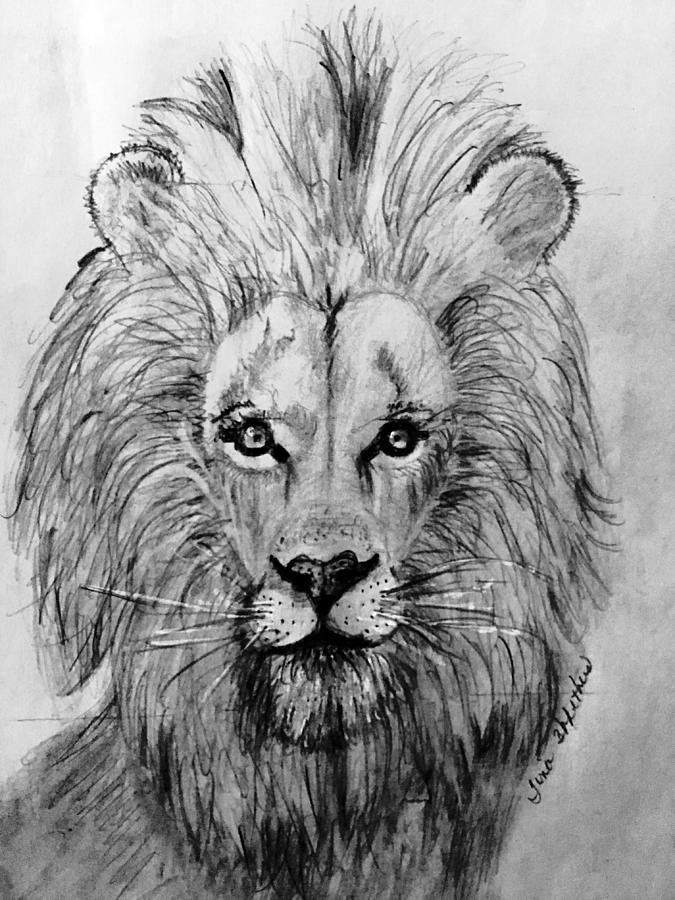 lion pencil drawing outline
