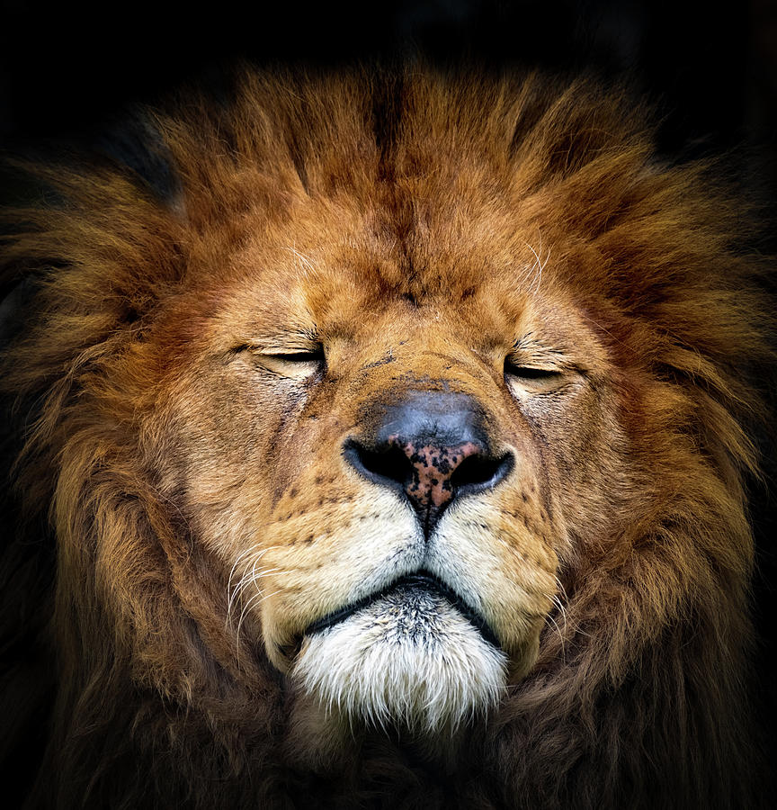 Lion sleeping Photograph by Sam Rino
