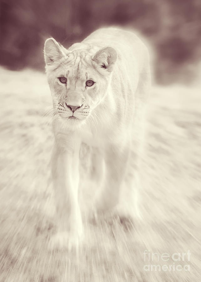 Lion Photograph - Lion Spirit Animal by Chris Scroggins