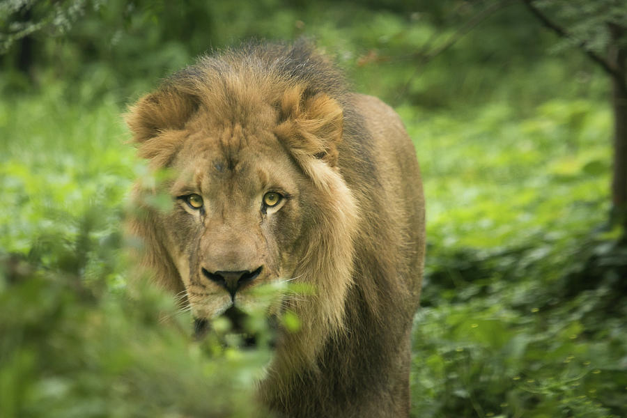 prey lion